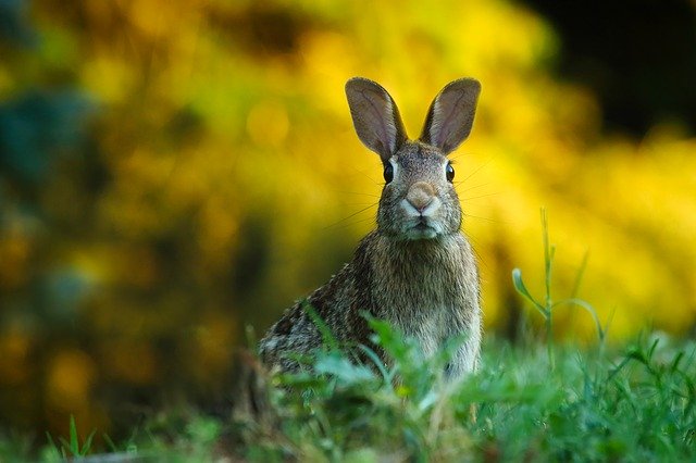 rabbit-1882699_640 (1).jpg