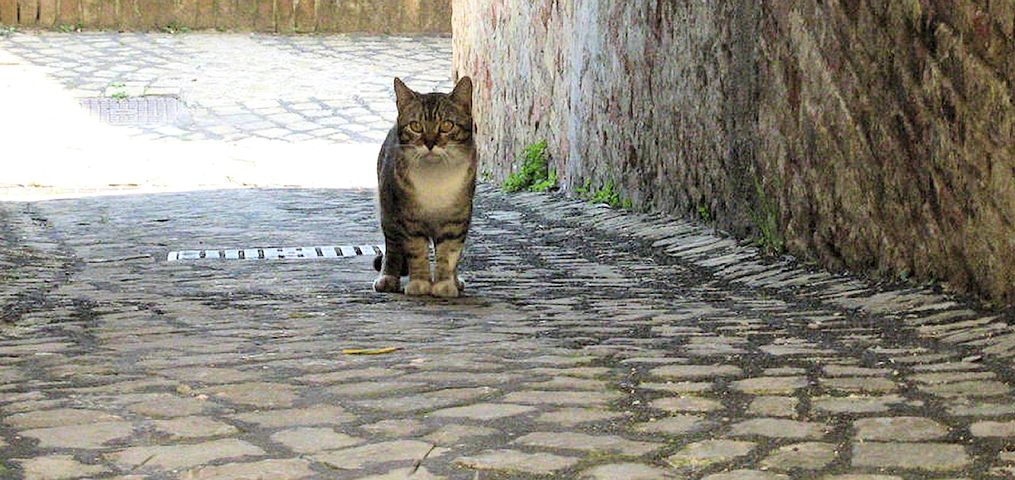 alley-cat-686730__480.jpg